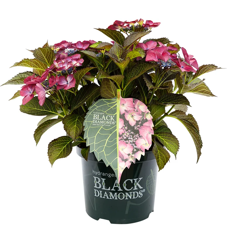 Tellerhortensie 'Dark Angel Purple'