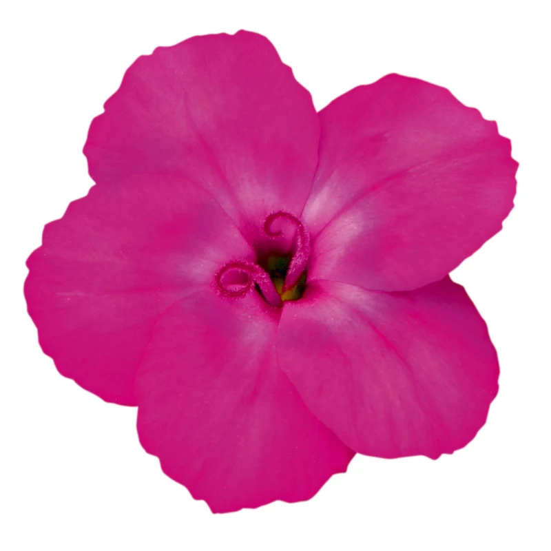 Gartennelke 'Neon Flush'