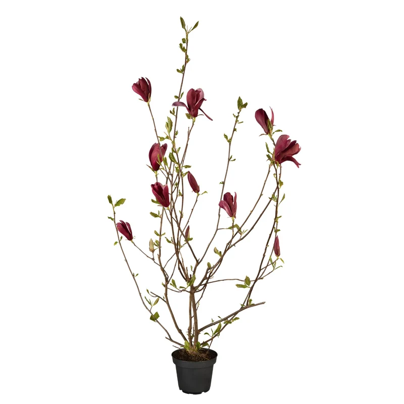 Tulpenmagnolie 'Nigra'