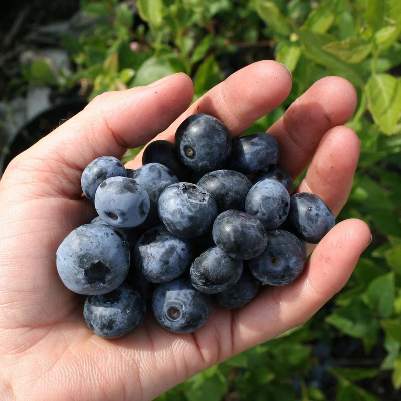 Bio Heidelbeere 'Blue Dessert®'