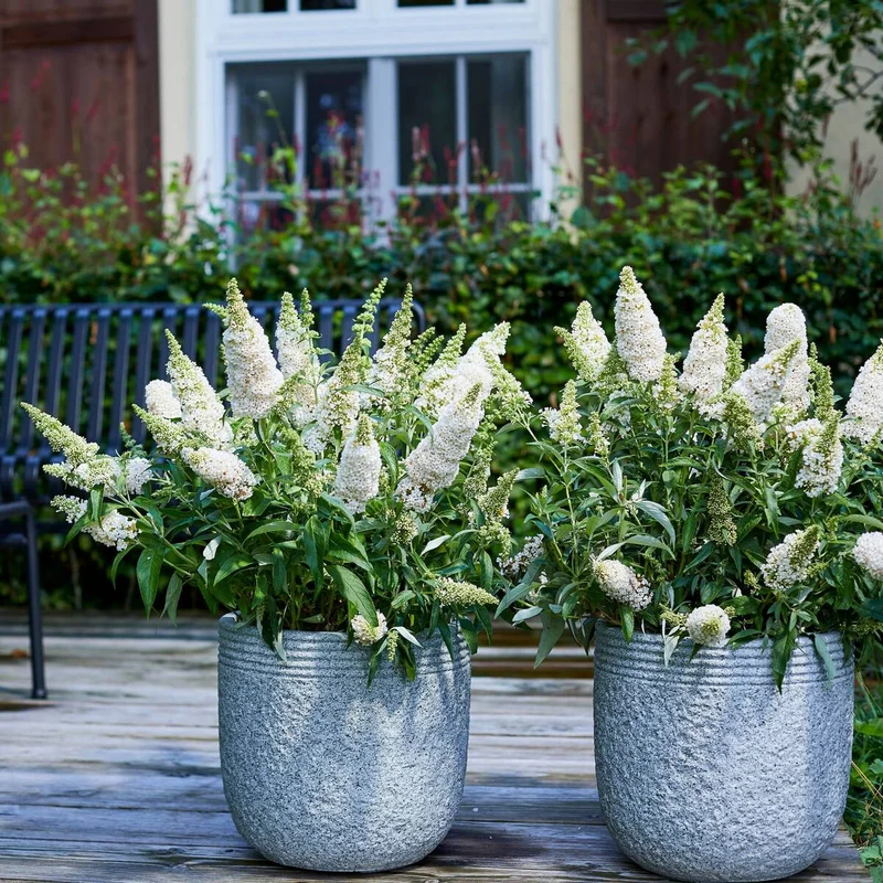 Sommerflieder 'Summer Kids® Marie'
