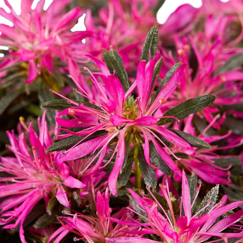 Azalea Star Style® 'Star Style™'