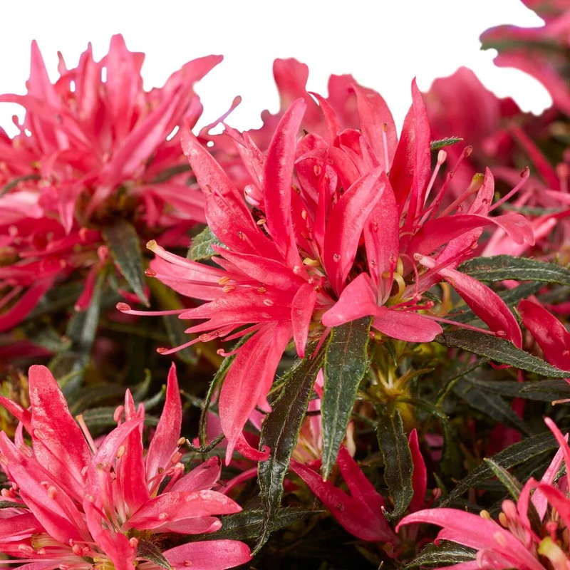 Azalea Star Style® 'Star Style™'