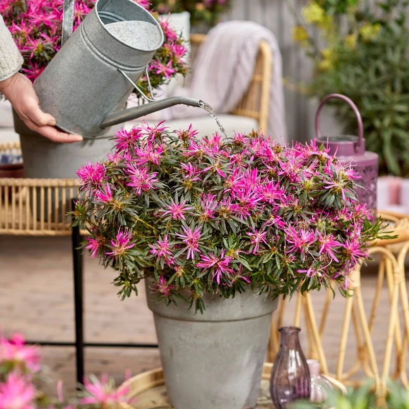 Azalea Star Style® 'Star Style™'