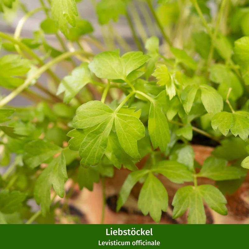 Gartenkräuter "Frühlingsboten"