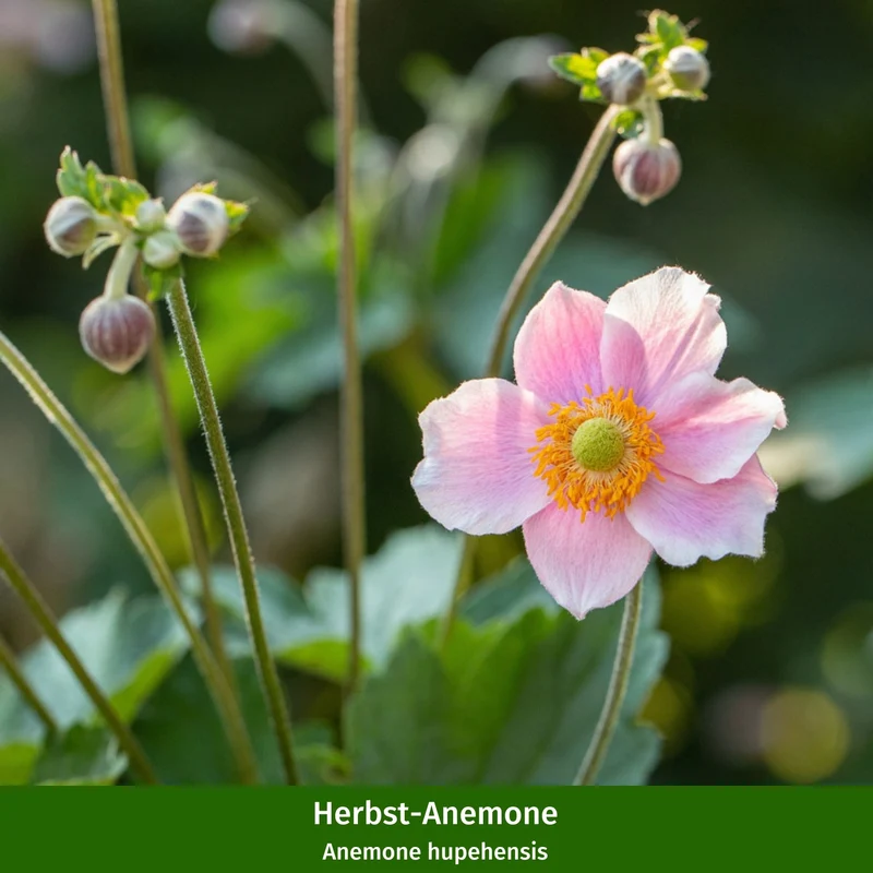 Staudenbeet "Romantischer Bauerngarten"