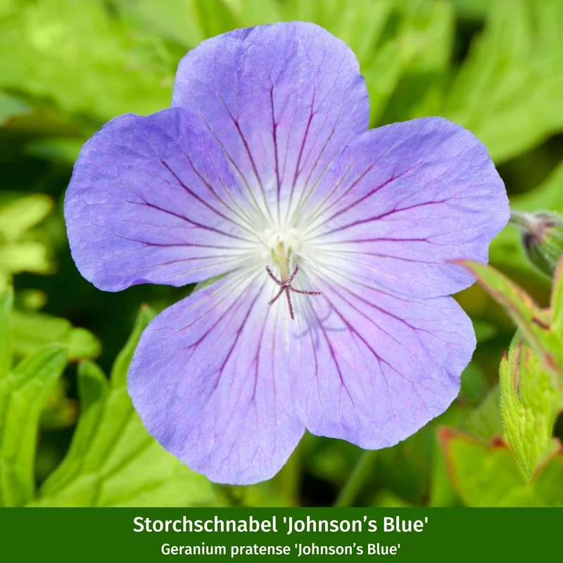 Staudenbeet "Schneckenresistente Blütenpracht"