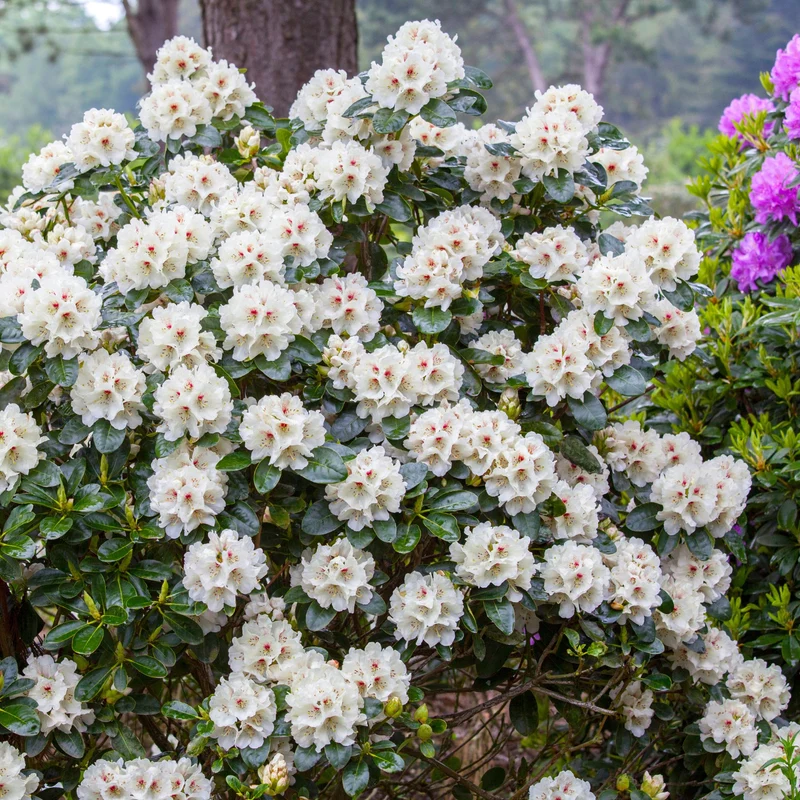 Rhododendron