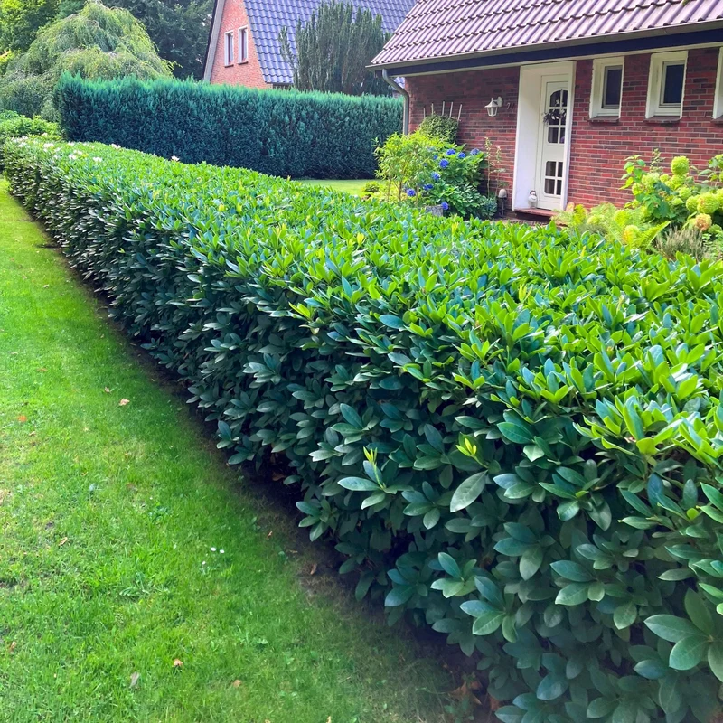Rhododendron