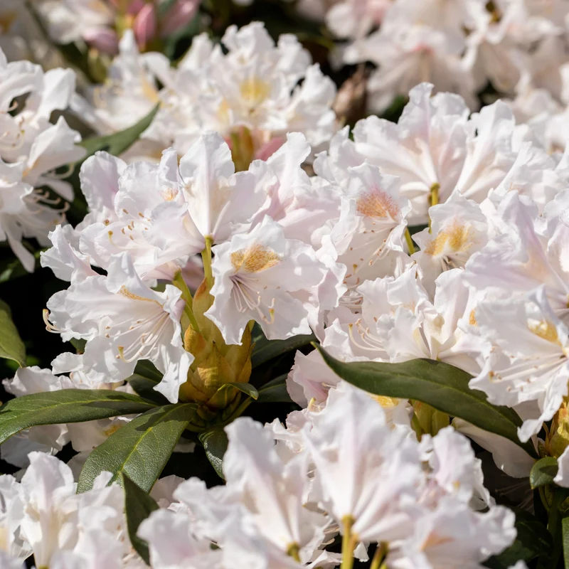 Rhododendron
