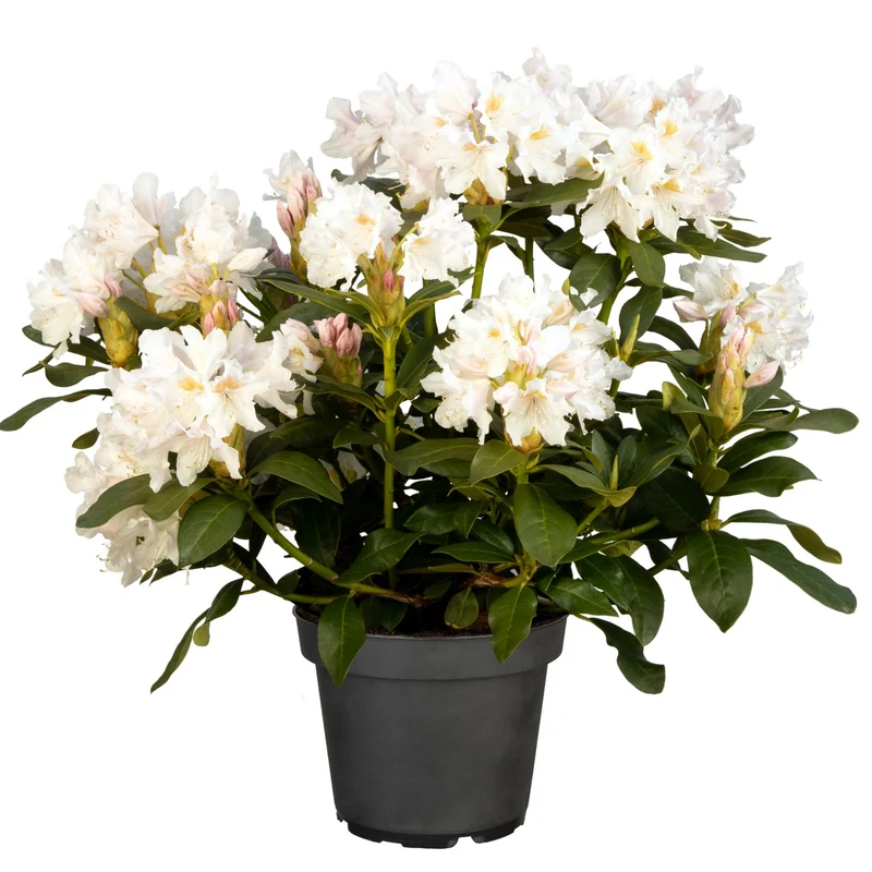 Rhododendron