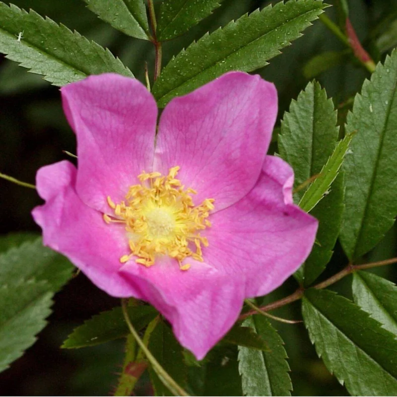 Glanzrose