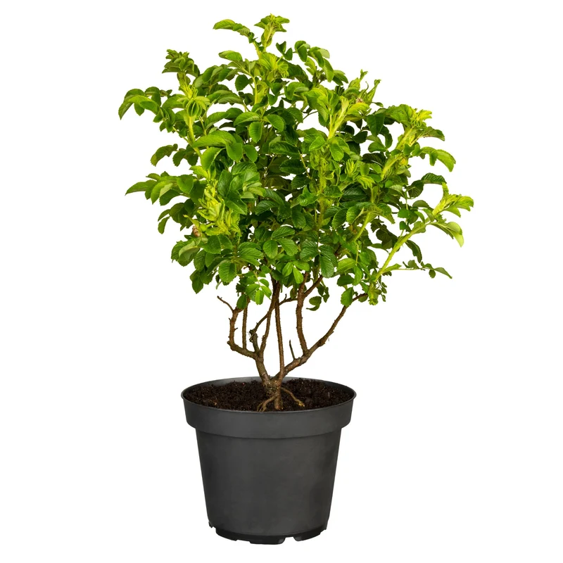 Apfelrose