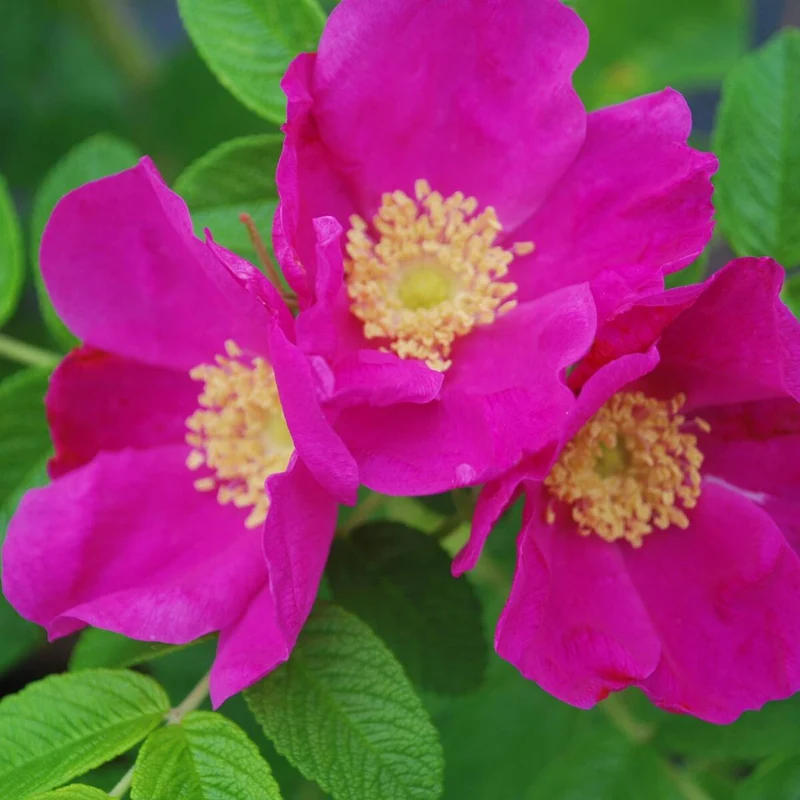 Apfelrose