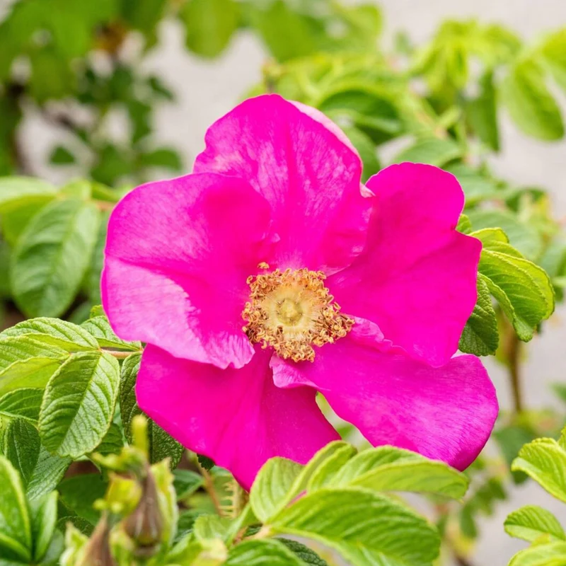 Apfelrose