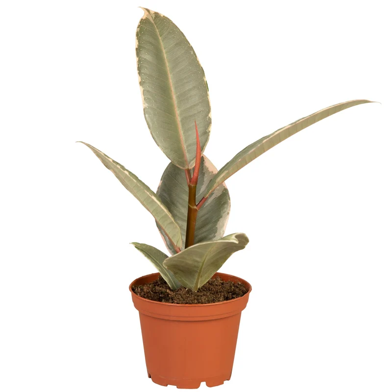 Bunter Gummibaum 'Tineke'
