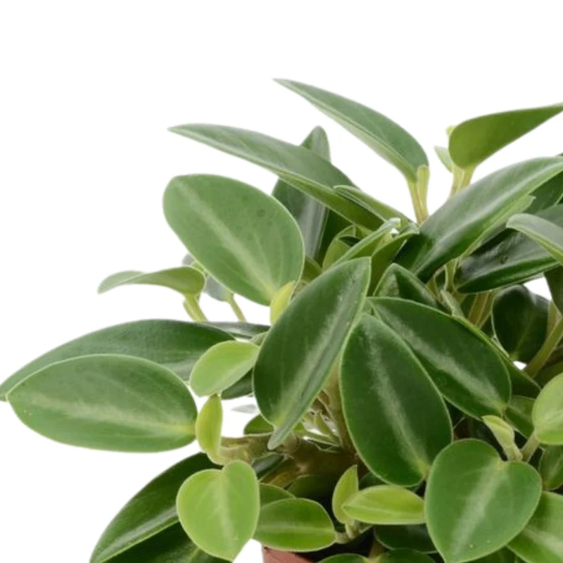Zwergpfeffer 'Pixie'