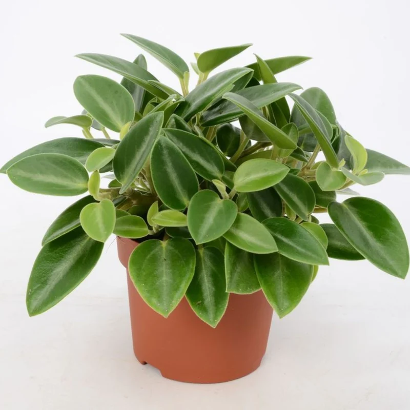 Zwergpfeffer 'Pixie'