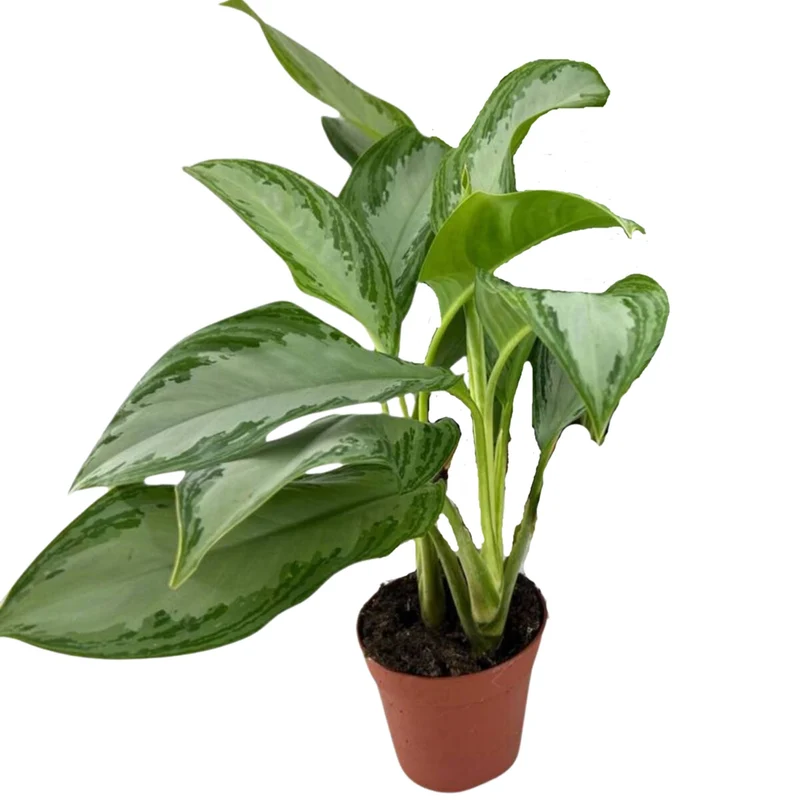 Kolbenfaden 'Silver Bay'