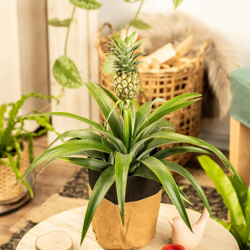 Zierananas mit Mini-Frucht