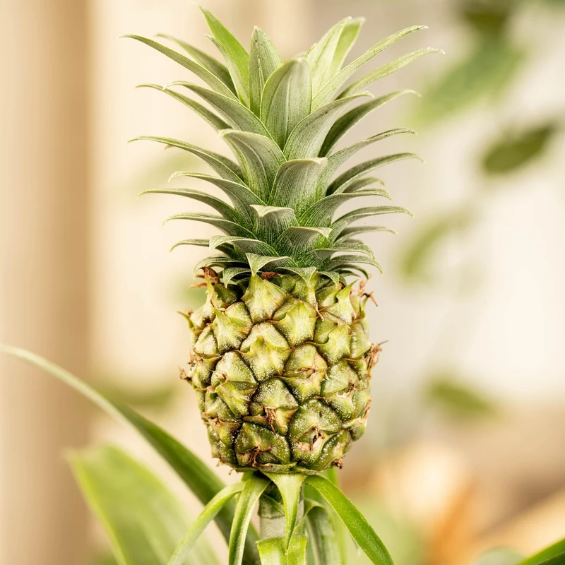 Zierananas mit Mini-Frucht