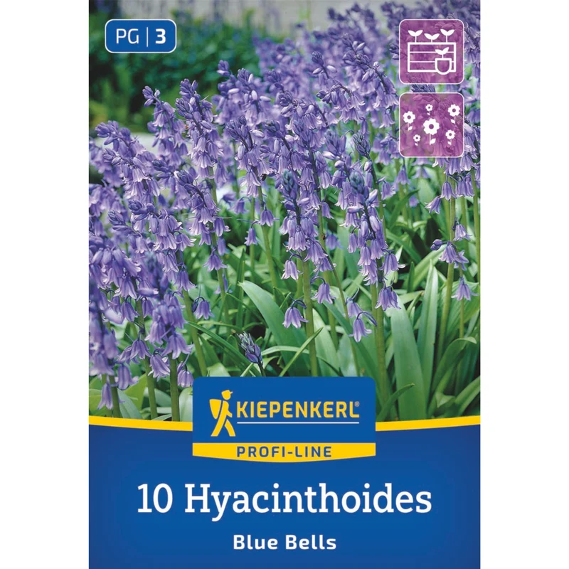Kiepenkerl Hasenglöckchen 'Blue Bells', Profi-Line