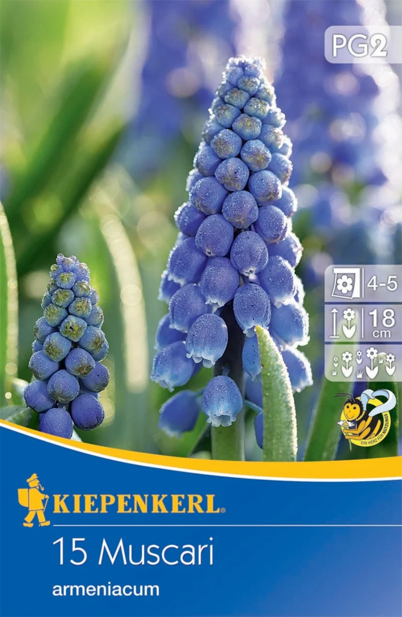 Kiepenkerl Armenische Traubenhyazinthe