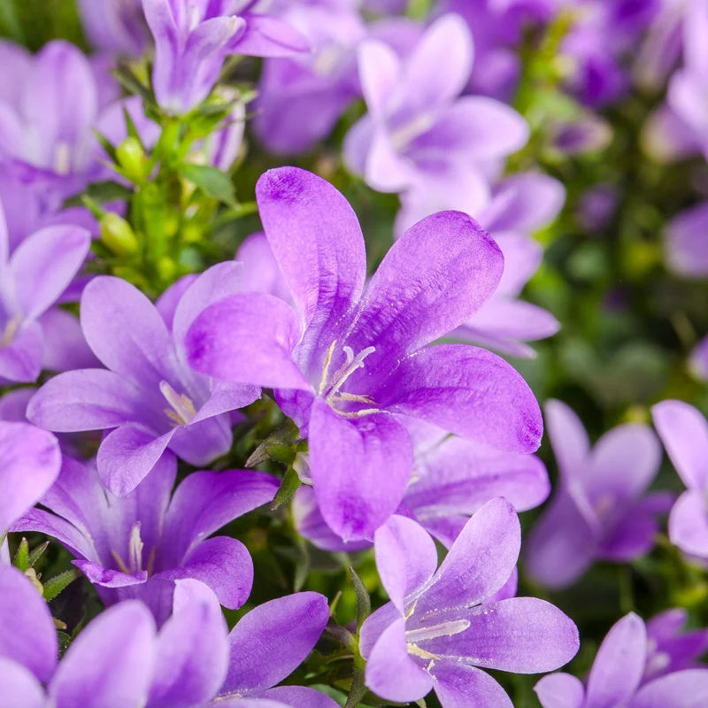 Teppich-Glockenblume
