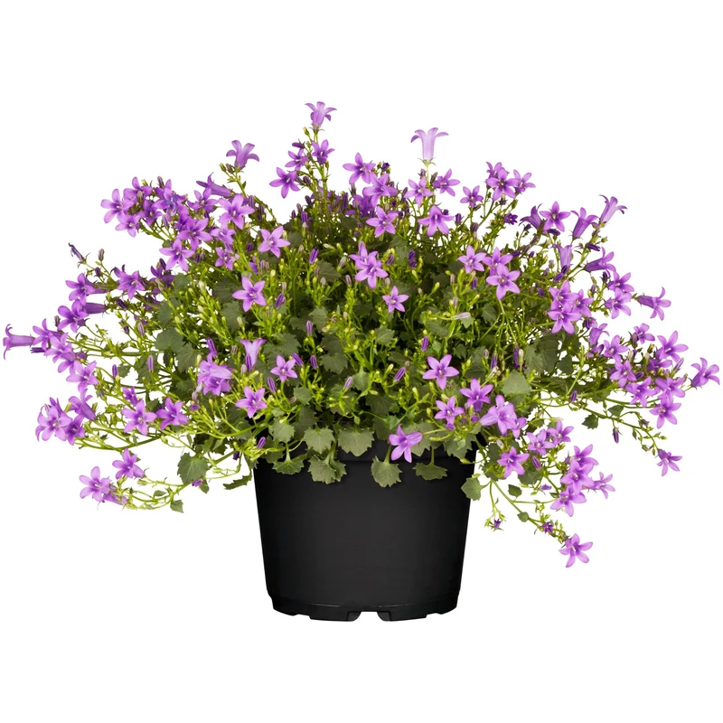 Teppich-Glockenblume