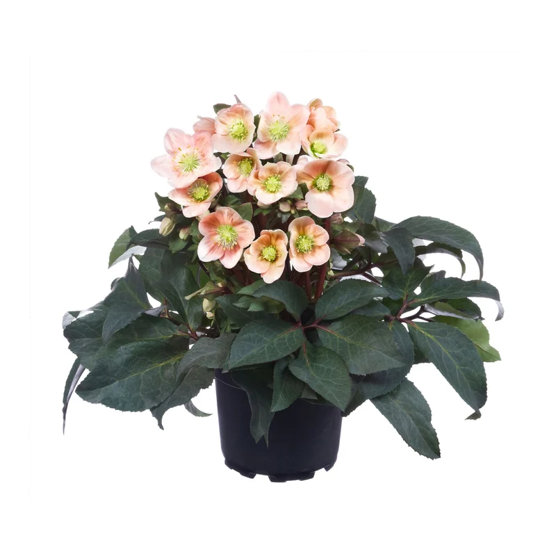 Christrose 'HGC® Pink Frost'