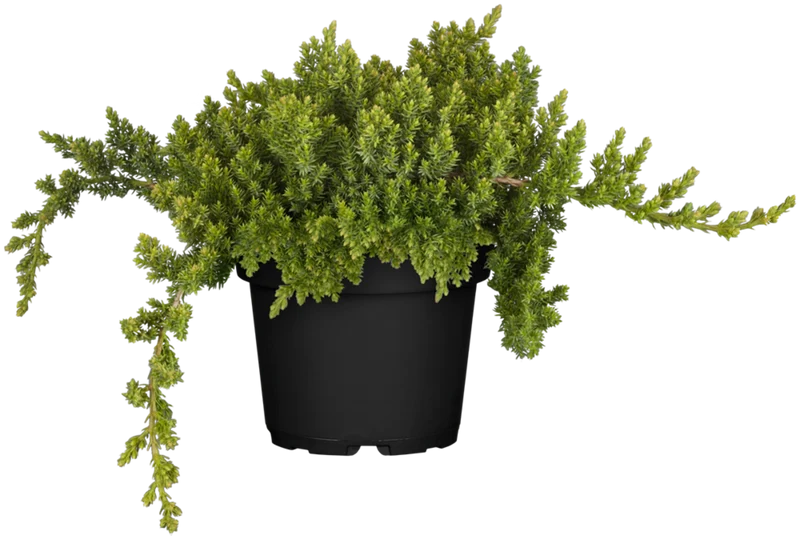 Kriechwachholder 'Nana'