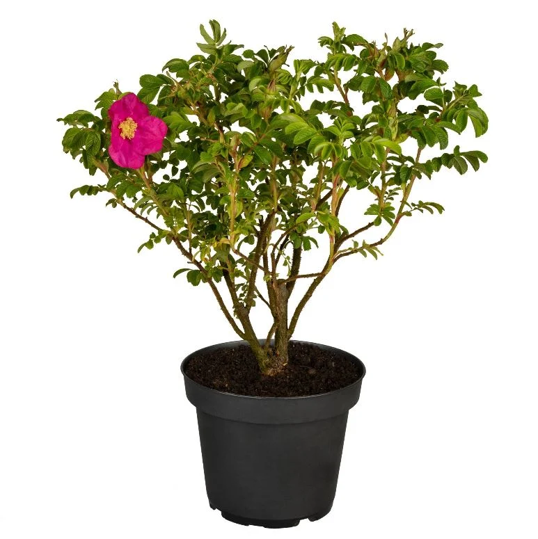 Apfelrose, 4 Pflanzen