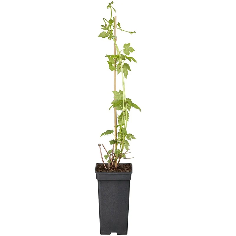 Echter Hopfen 'Royal Burgundii'
