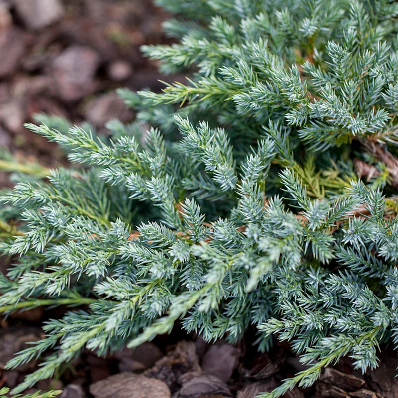 Zwerg-Wacholder 'Blue Carpet'