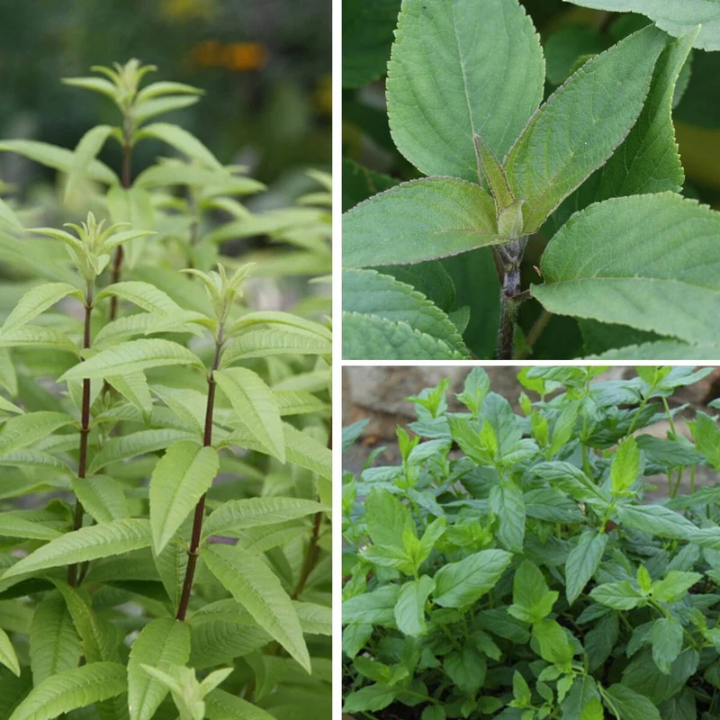 Bio Kräuter-Set "Tea Time"