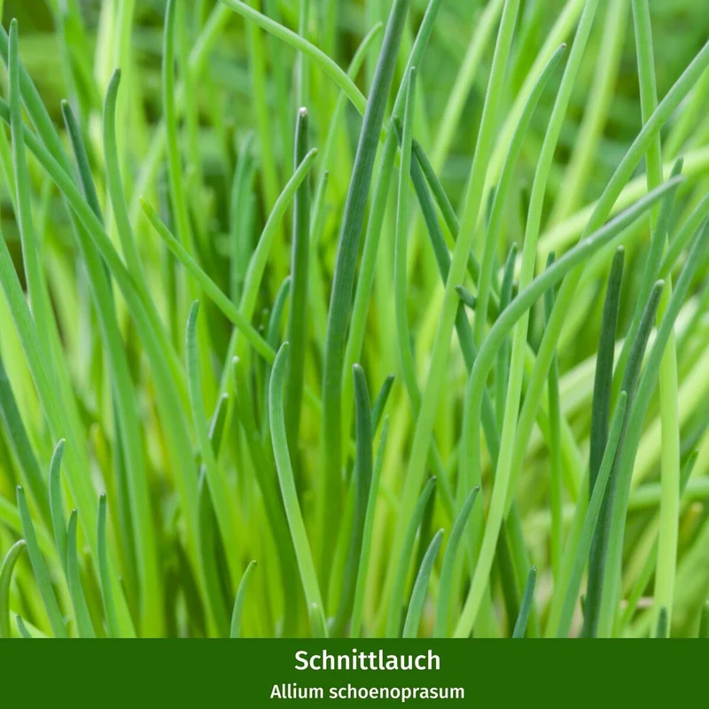 Gartenkräuter "Klassische Küche"