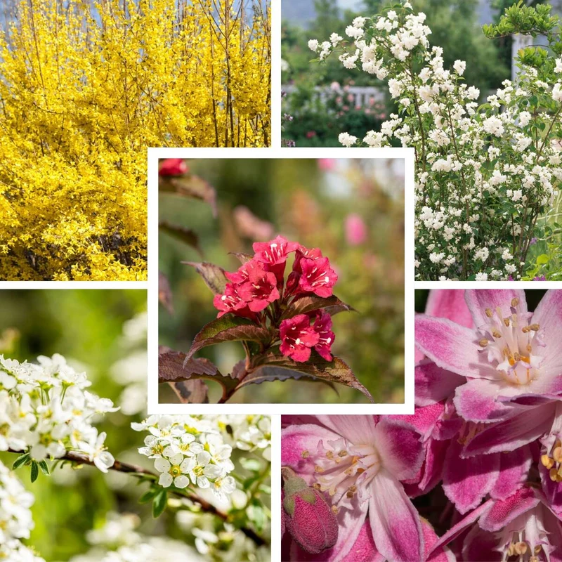 Farbenfrohe Blütenhecke, 5 Pflanzen
