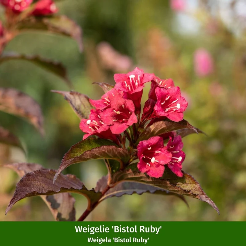 Farbenfrohe Blütenhecke, 5 Pflanzen