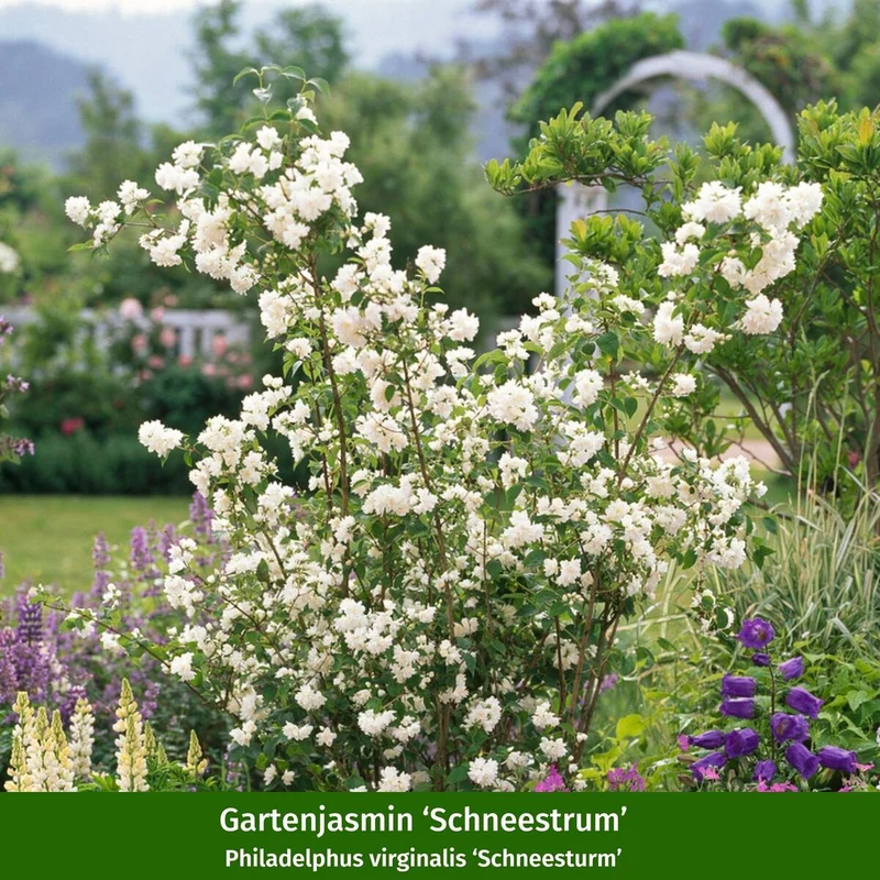 Farbenfrohe Blütenhecke, 5 Pflanzen
