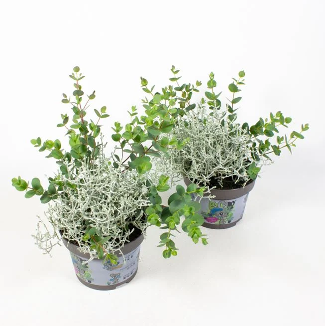 Eucalypthus & Calocephalus "EuCaLo®"