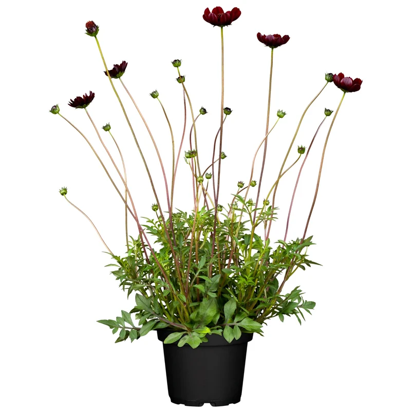 Schokoladenblume
