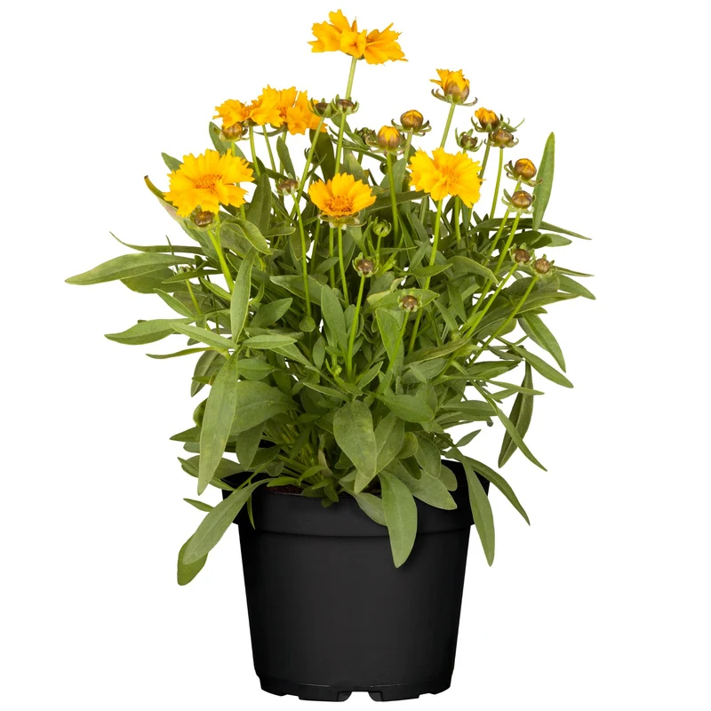 Großblumiges Mädchenauge