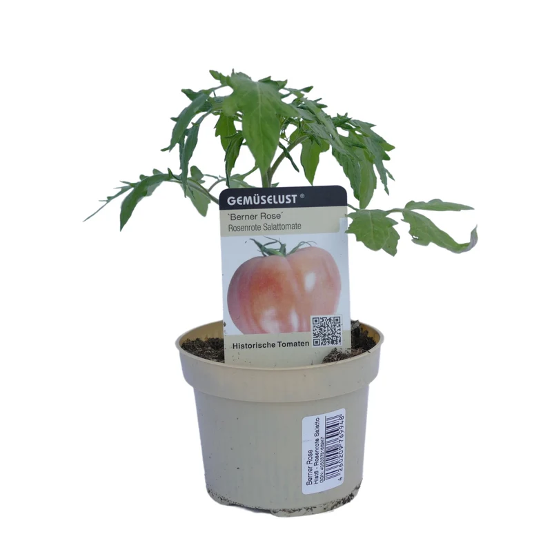 Fleischtomate 'Berner Rose'