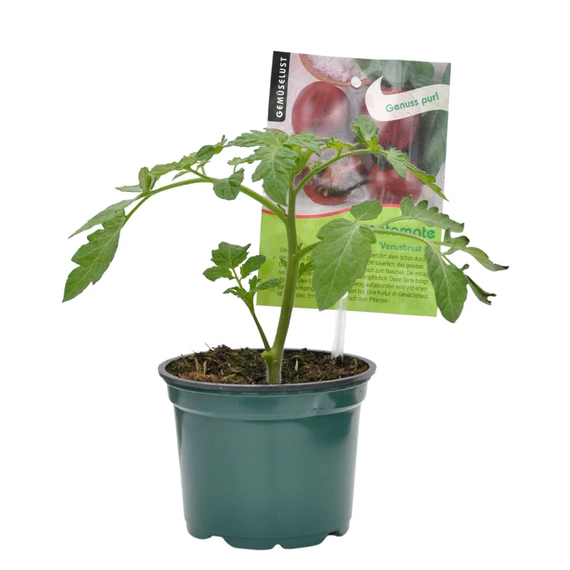Tomate 'Venusbrust'