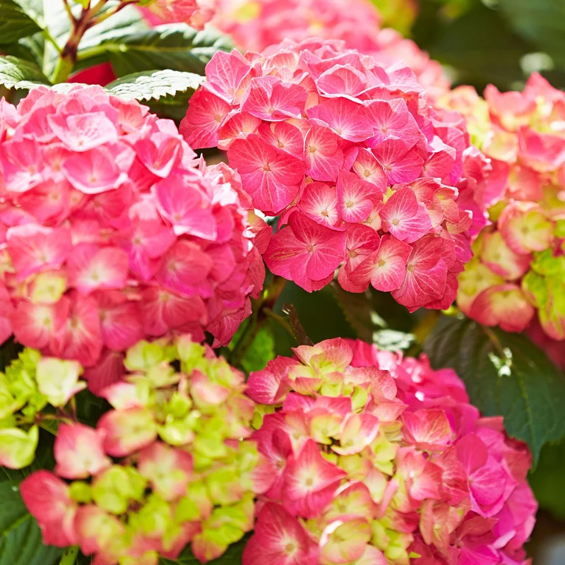 Bauernhortensie 'Diva Fiore®'