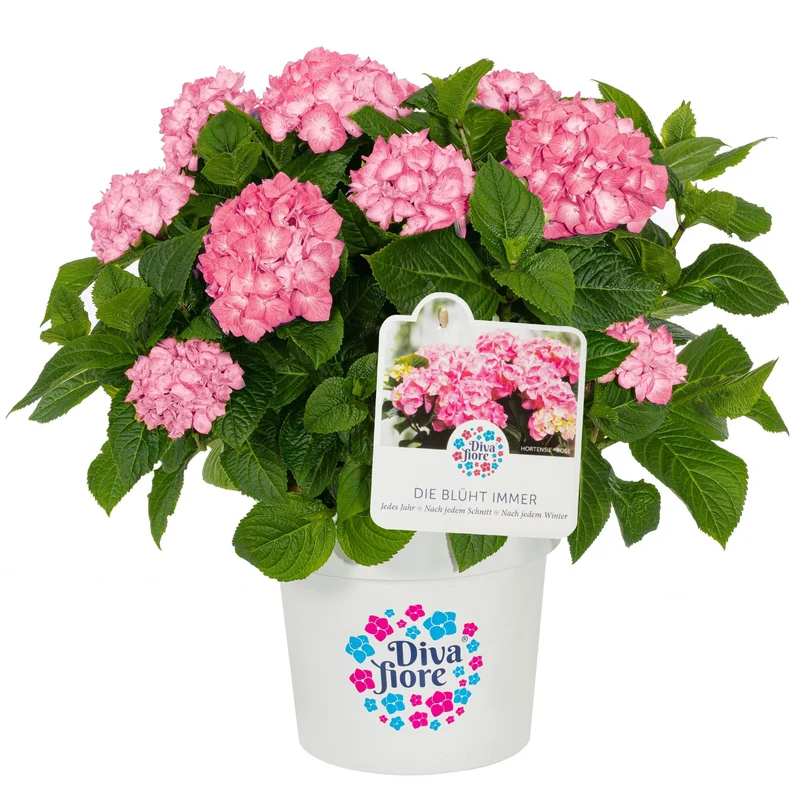 Bauernhortensie 'Diva Fiore®'