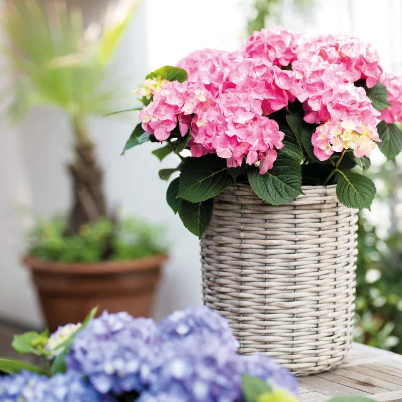 Bauernhortensie 'Diva Fiore®'