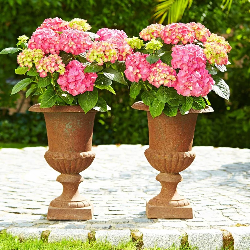 Bauernhortensie 'Diva Fiore®'