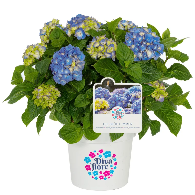 Bauernhortensie 'Diva Fiore®'