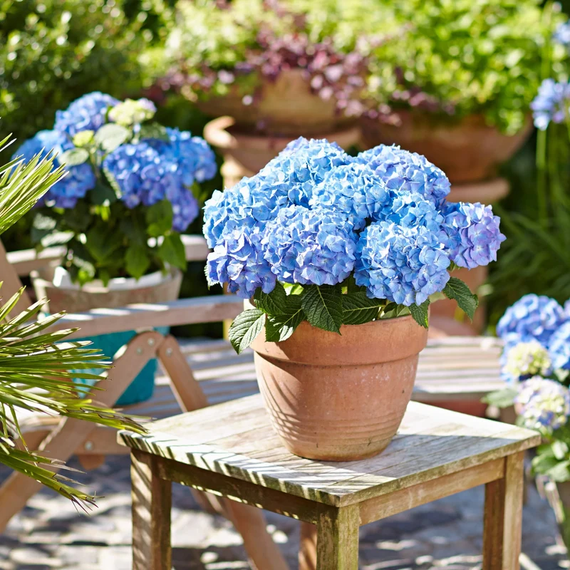 Bauernhortensie 'Diva Fiore®'